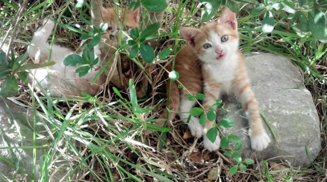 欧洲金靴归属战中各联赛射手表现差异化对比，2021赛季欧洲金靴