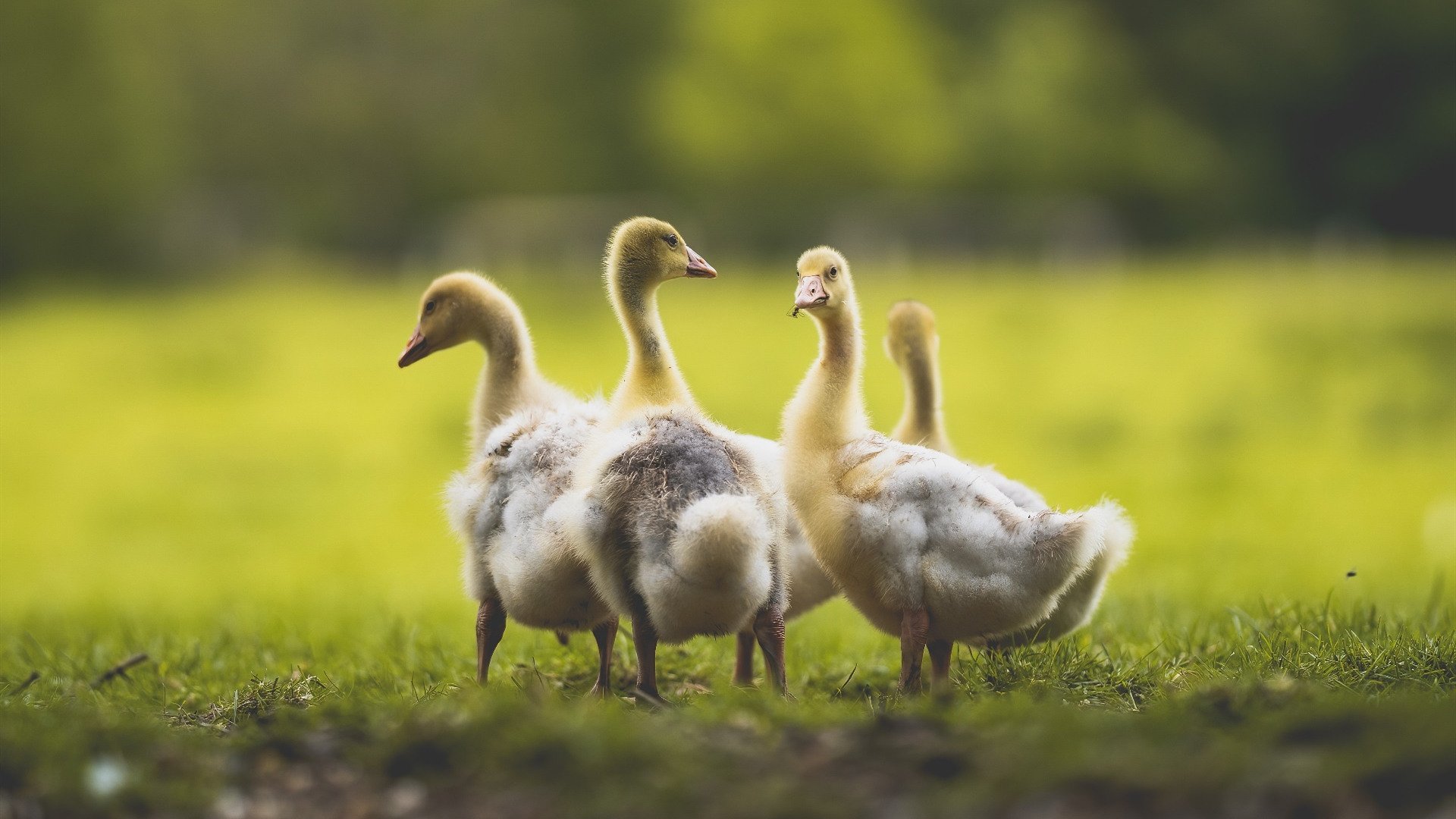 皇马传控渗透打破对手防线布局,皇马 传奇